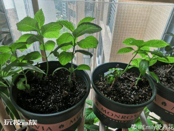 绣球只长叶子不开花是什么原因(绣球不开花到底怎么回事)-图片2